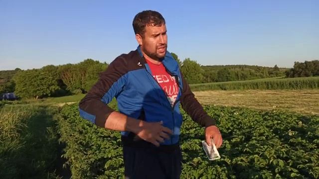 Плохая погода и фитофтороз может погубить урожай картофеля. Применяли фитоспорин ( передозировка) смотреть онлайн
