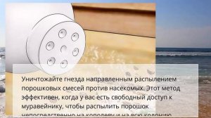 Как избавиться от муравьев древоточцев