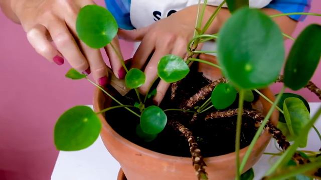 SPRINKLR | Pannenkoekenplant stekken смотреть онлайн