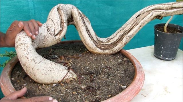How to make Banyan Bonsai/Aerial Roots/Bonsai Hunter смотреть онлайн