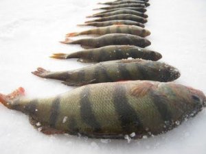 ТАКОГО ОКУНЯ Я ЕЩЁ НЕ ЛОВИЛ!ЛОВЛЯ ОКУНЯ ЗИМОЙ!ЛОВЛЯ ОКУНЯ НА БЛЕСНУ!ЛОВЛЯ ОКУНЯ НА БАЛАНСИР!