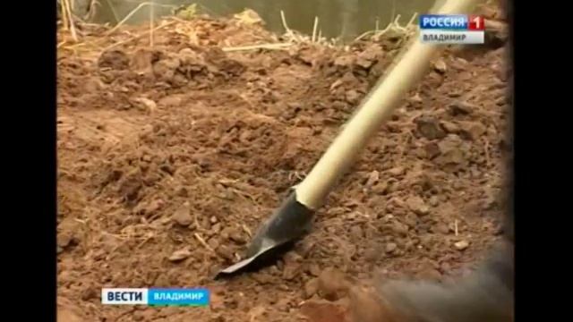 На берегу Соловьиного пруда во Владимире теперь растет маньчжурский орех смотреть онлайн