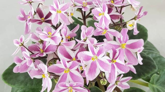 Наши выставки в 2021 году в Киевском Городском Доме Природы смотреть онлайн