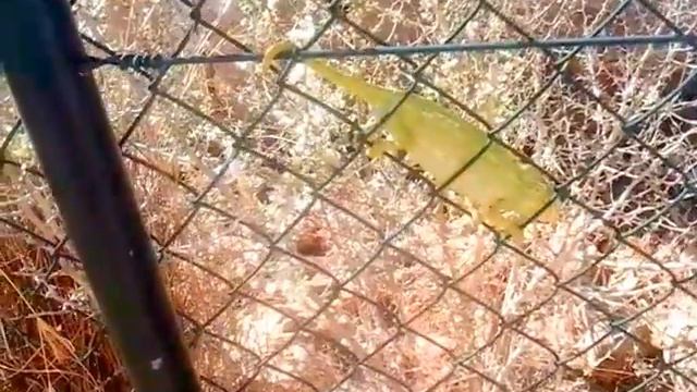 Копия видео "Хамелеон, "зашел" в гости!" смотреть онлайн