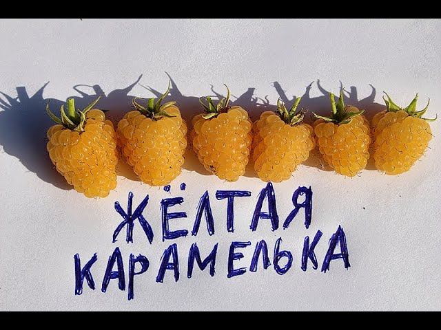 Малина Жёлтая Карамелька смотреть онлайн