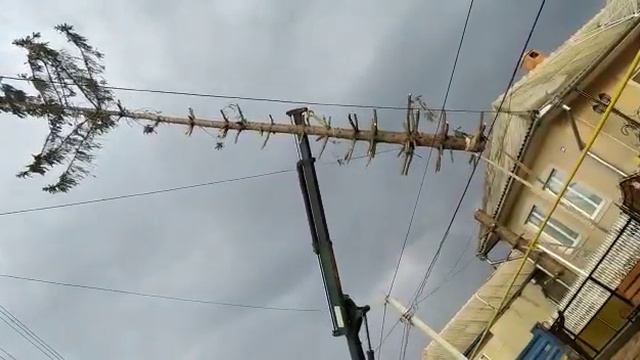 Как рубят деревья смотреть онлайн