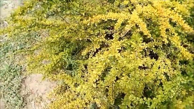 Барбарис Тунберга Декоративное растение, широко применяемый в садах и парках, в живых изгородях. смотреть онлайн