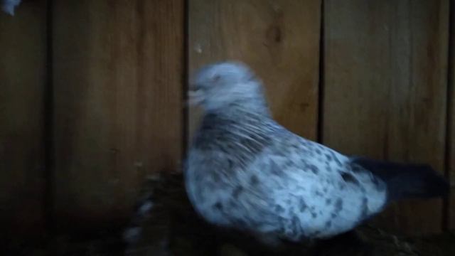 Димкино хозяйство. Голуби 43. Свердловские. смотреть онлайн