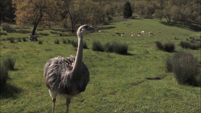 All About Ostriches For Children: Ostrich Video For Kids - FreeSchool
