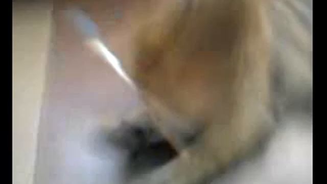 Даже кошки чистят зубы! смотреть онлайн