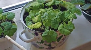 Мои комнатные цветы в марте. Хвастаюсь новыми посадками