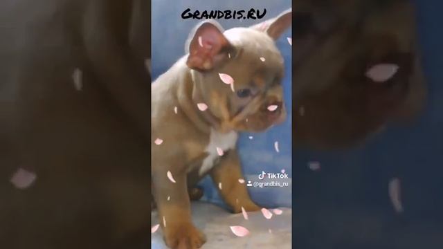 Щенки французского бульдога (Лиловый цвет - питомник ГрандБИС/GrandBIS) смотреть онлайн