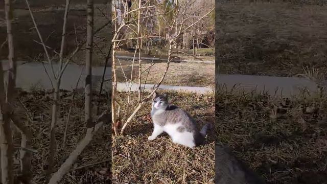 моя принцесса💓а у вас есть домашние питомцы?🥰#рекомендации#cat#tiktok#животные#кот#котик#природа#ре смотреть онлайн