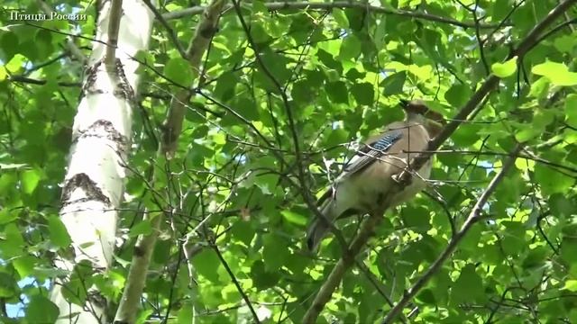 Сойка - Гнездовая жизнь и интересные факты - Птицы России - Фильм 28 (Garrulus glandarius) смотреть онлайн