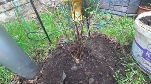 Весенняя подкормка клематисов