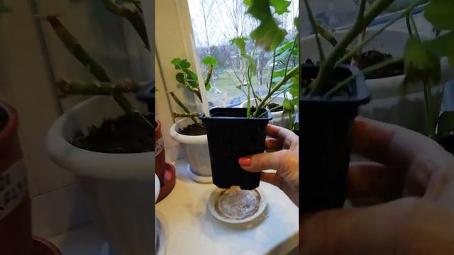 укоренение черенков герани. смотреть онлайн