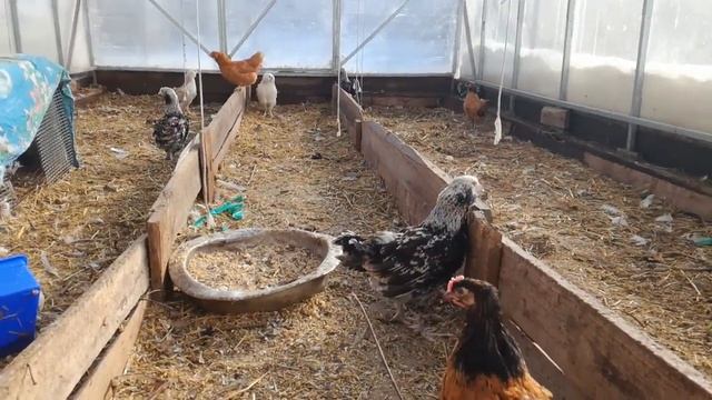 Первая прогулка цыплят 2018 в теплице/// Март месяц на дворе смотреть онлайн