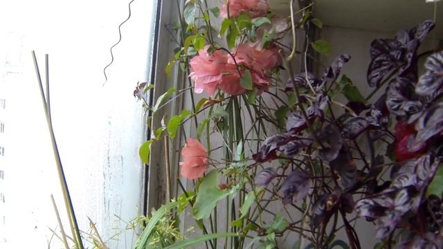 Цветок Гибискуса. Что цветет в апреле. Цветущий балкон. смотреть онлайн