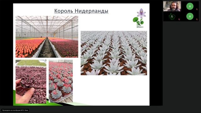 Некоторые аспекты бизнеса на суккулентных растениях