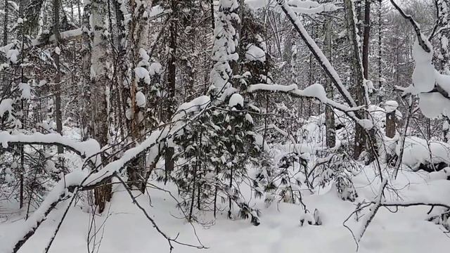 Удачная проверка капканов, вся правда про Тунгус 600, глухарь из-под ног смотреть онлайн