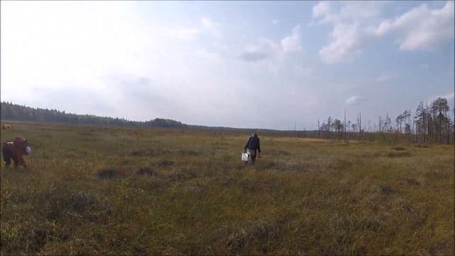 Клюква 2018 смотреть онлайн
