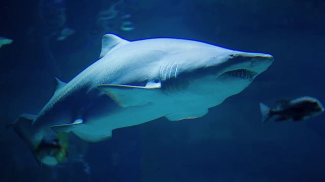 VanBanner PM2.0 Watch Review - A Canadian Microbrand - Is The Mint Blue Dial The Coolest VanBanner? смотреть онлайн