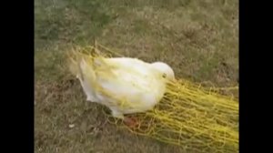 Сеткомет "КЭТЧ" (для охотничьих комплексов)