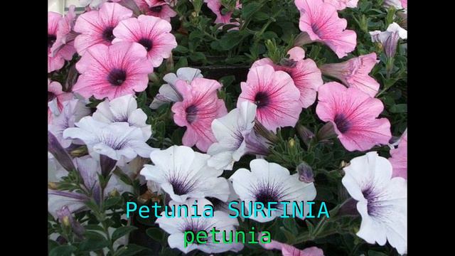 Tender Annuals - UK - With Latin Names - Learn Horticulture
