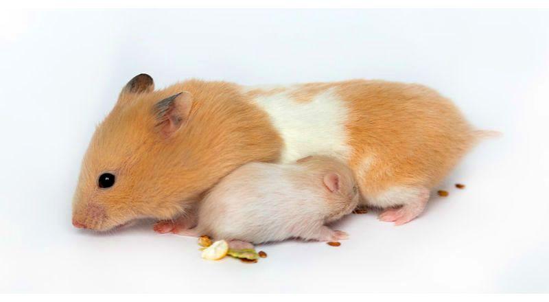 ХОМЯЧАТАМ 14 ДНЕЙ смотреть онлайн