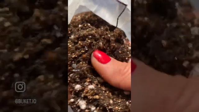 ПЕРЕСАДКА ЭПИПРЕМНУМа смотреть онлайн