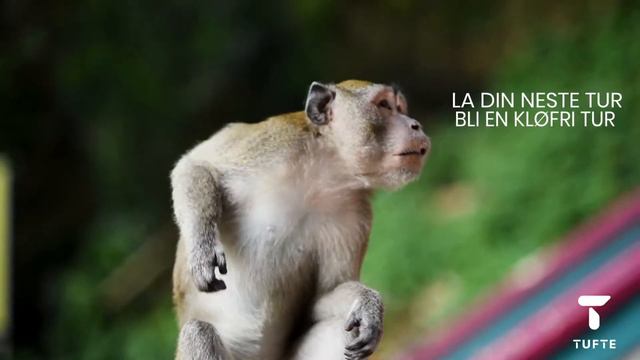 Tufte Wear - La din neste tur bli en kløfri tur med Bambull fra Tufte смотреть онлайн