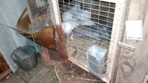 Чем кормить кроликов. Садим на откорм часть 1