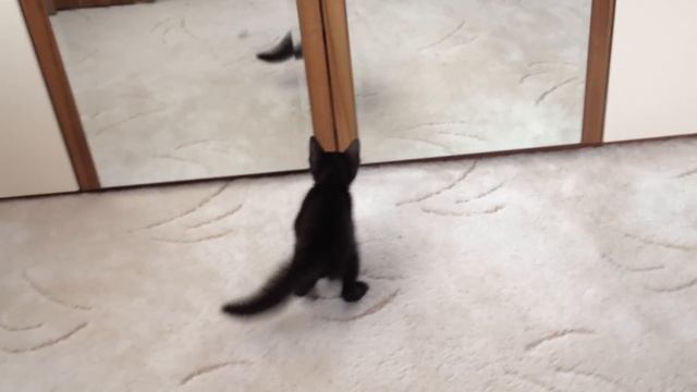 Котенок впервые увидел себя в зеркале. Смешной очень! смотреть онлайн