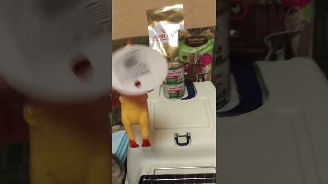 Собрали бездомную собачку домой в Мурманск. Покупки в дорогу смотреть онлайн