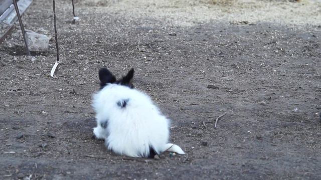паппильон девочка,младшая Цифра смотреть онлайн
