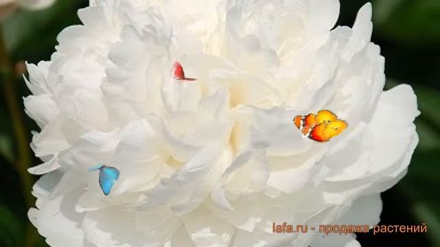 Пион травянистый Класс Акт (paeonia class act) ? обзор: как сажать, саженцы пиона Класс Акт смотреть онлайн