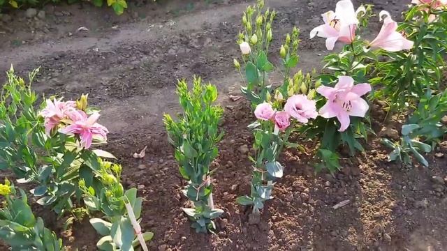 ЭУСТОМА. Стоит ли выращивать лизиантус? Как выростить рассаду эустомы. 2021 год смотреть онлайн