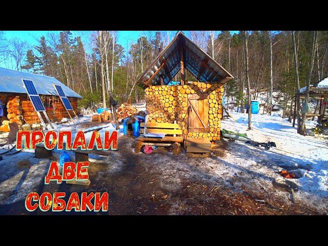 плановый заезд на зимовье. Пропали 2 собаки. смотреть онлайн