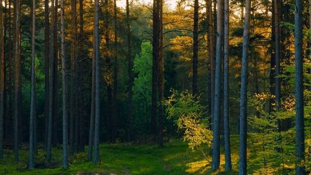 Как выбрать телевизор смотреть онлайн