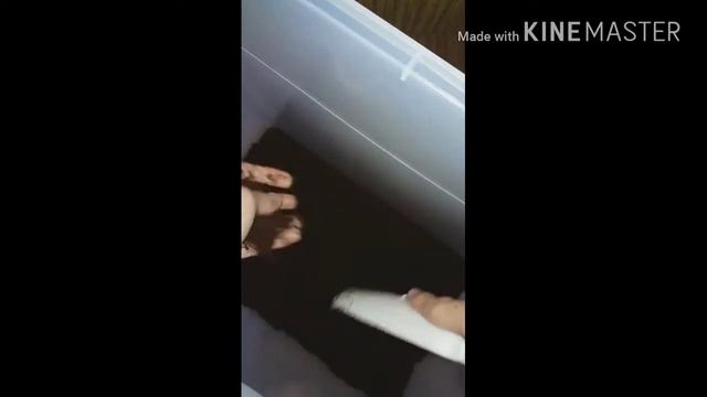 ВЛОГ| НОВЫЕ УЛИТКИ:) ПОКУПКА НОВЫХ УЛИТОК| АРХАХАТИНА МАРГИНАТА ОВУМ смотреть онлайн