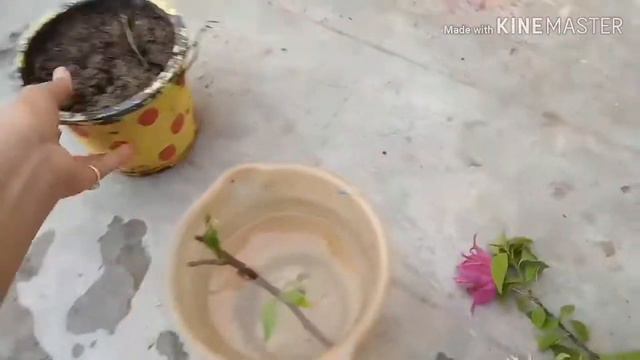 Bougainvillea(बोगनविलिया) ki kalam lagana/new plant teyar karna/bougainvillea from cutting смотреть онлайн