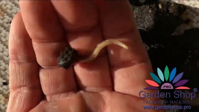 How to plant magnolia seeds in Mexico City смотреть онлайн