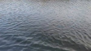 Лодочный электромотор Haswing Protruar 1.0 (1 л.с. / 12 Вольт)