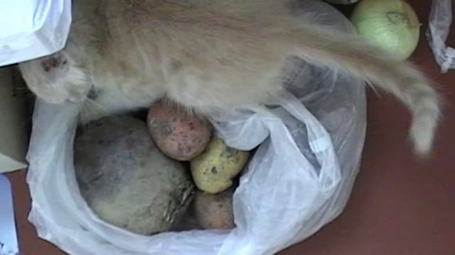 О Любителе Лука 1 смотреть онлайн