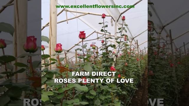 Our rose farms in Ecuador смотреть онлайн