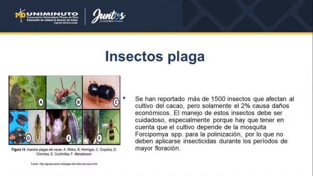 Oomicetos - Sustentación Final Fitopatología смотреть онлайн