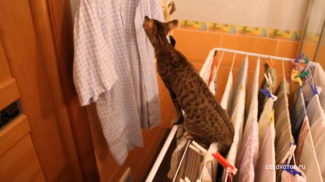 Помощь по хозяйству... Catavatar.ru смотреть онлайн