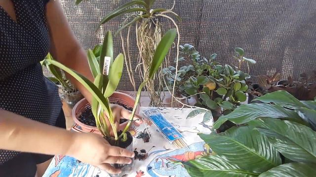 Replante De Cattleya na brita смотреть онлайн