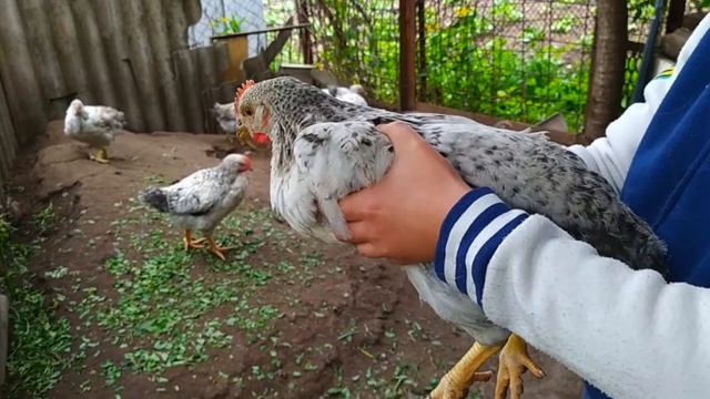 Еще не куры но уже и не цыплята разведение кур смотреть онлайн