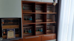 Разведение и  содержание канареек  овсяночного напева.  14 Краснодарский  конкурс 17.12.2022 г.